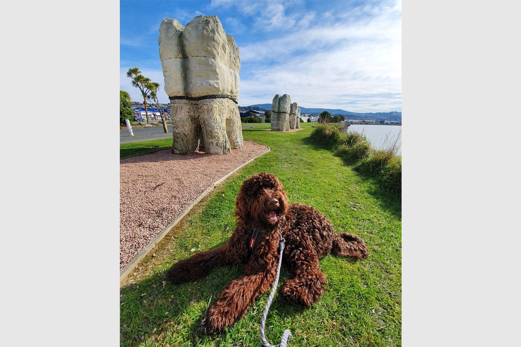 Dog-friendly Dunedin 