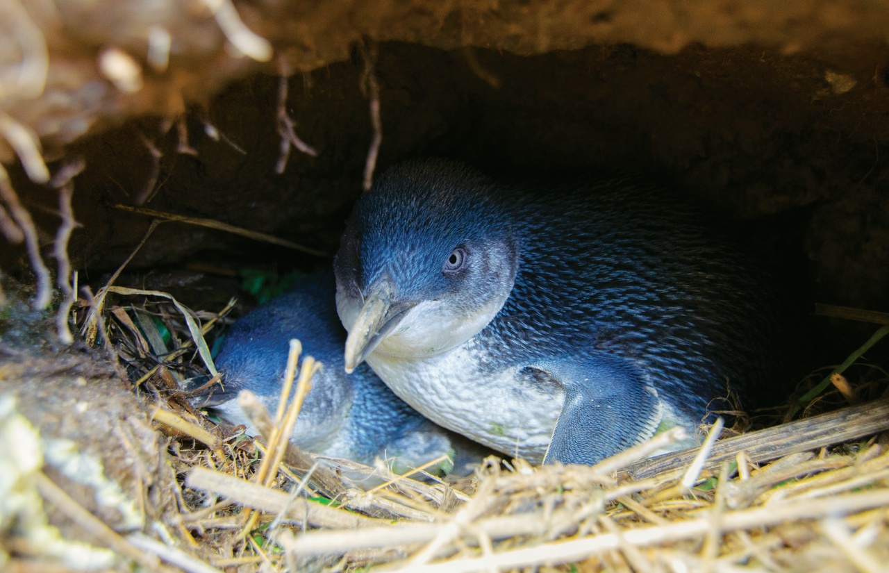Blue Penguins Blue Penguins