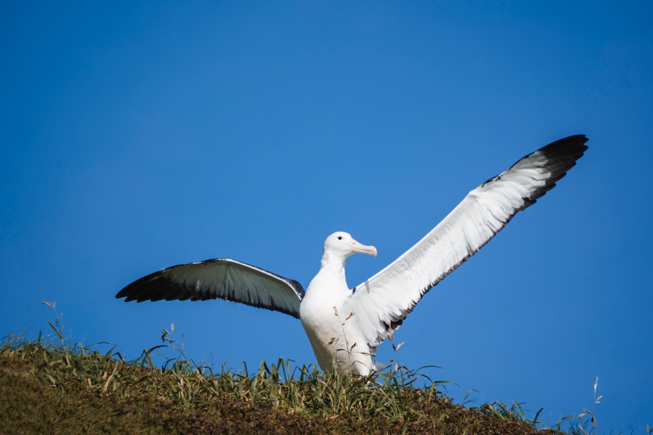 Albatross_Winter