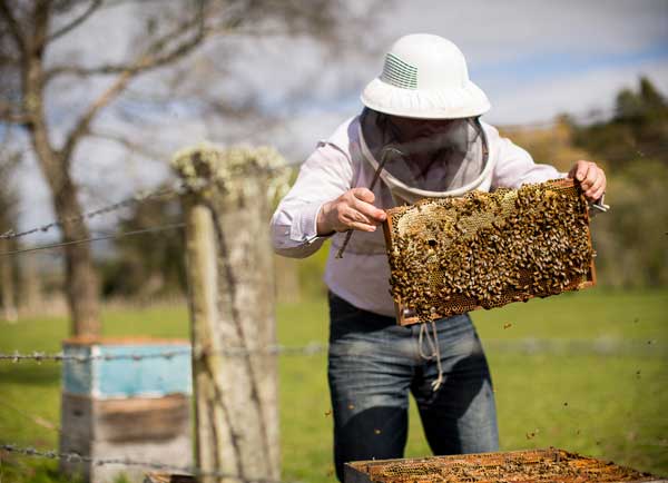 Blueskin Bay Beekeeper