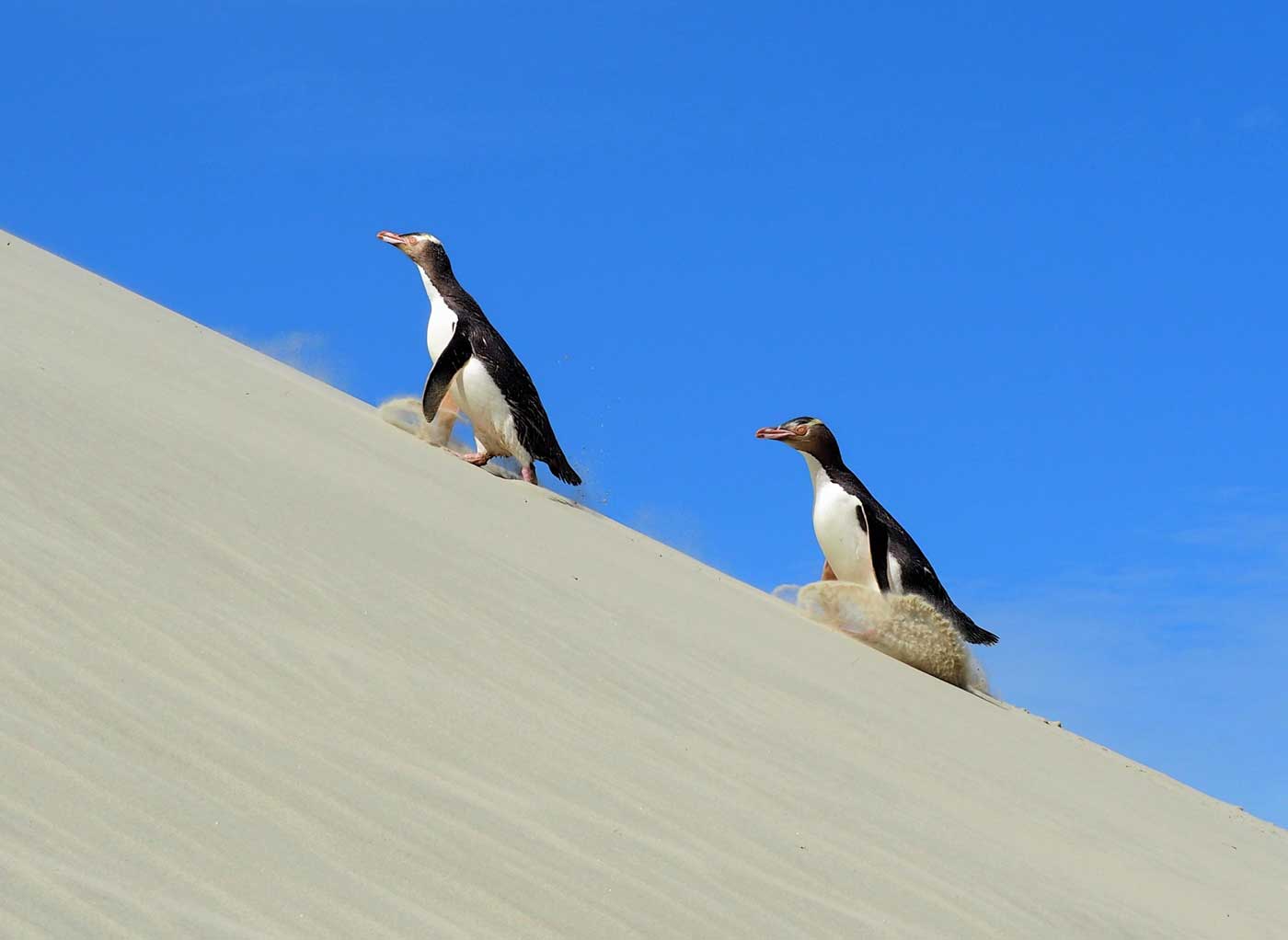 Yellow-eyed penguins hiking on the sand dune in Dunedin.