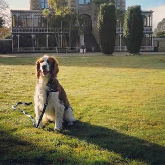Dog-friendly Dunedin