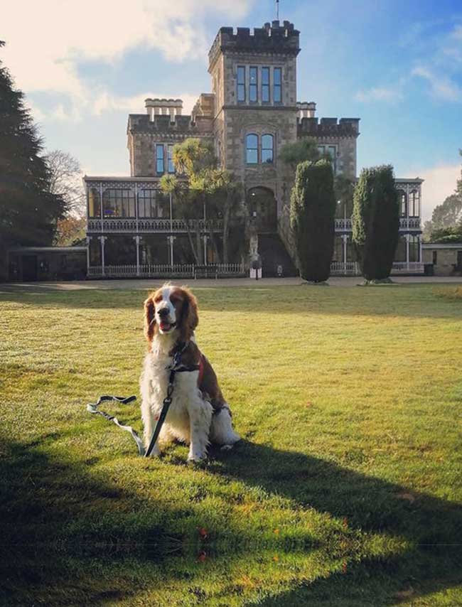 Dog-friendly Dunedin