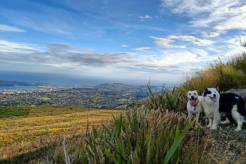 Dog-friendly Dunedin 