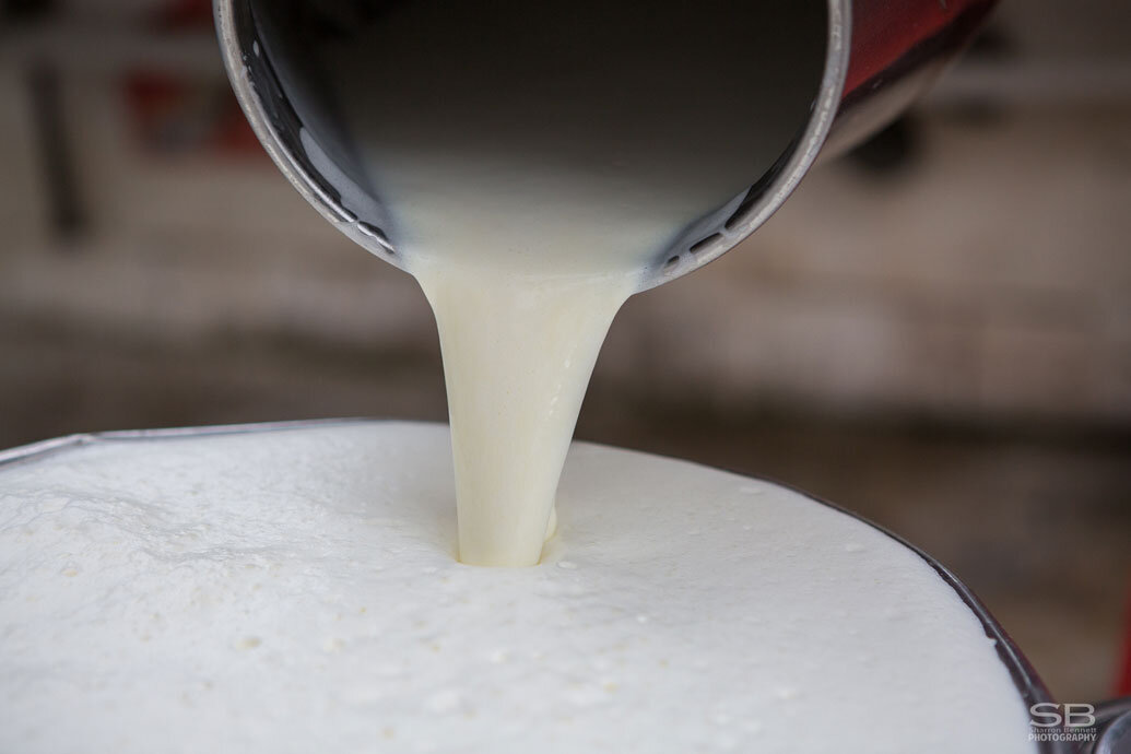 holy-cow-1.jpg Cheeses! These Holy Cows are Udderly Fantastic