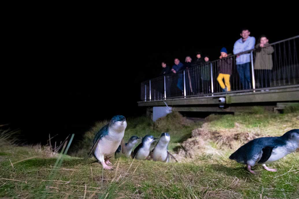 Blue Penguins Pukekura 