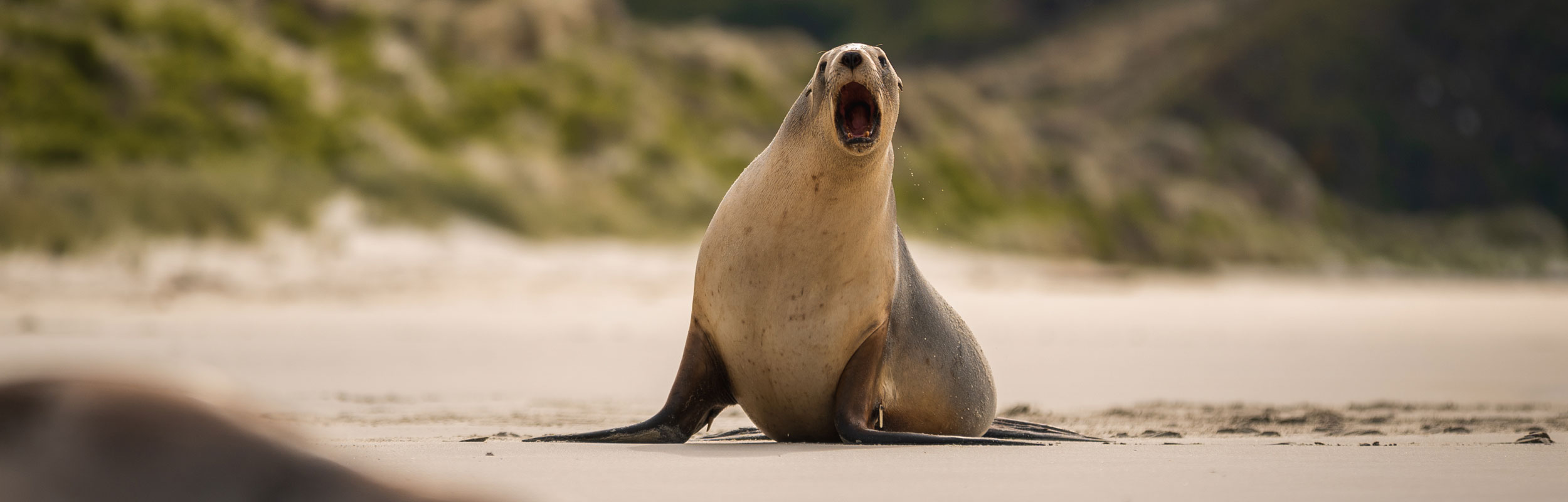Sea Lion