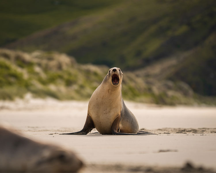 Sea Lion