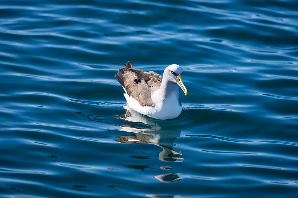 Cruising on the Monarch