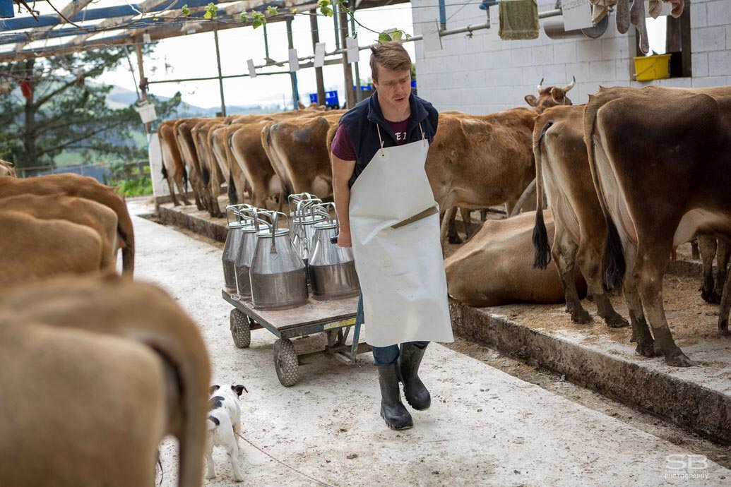 Cheeses! These Holy Cows are Udderly Fantastic 