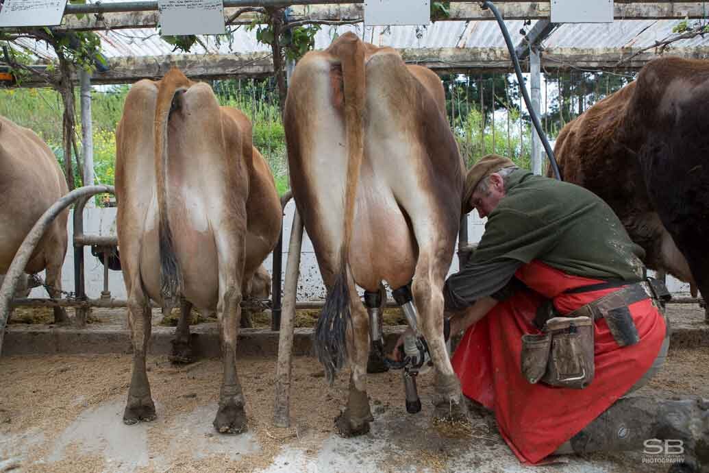 Cheeses! These Holy Cows are Udderly Fantastic 