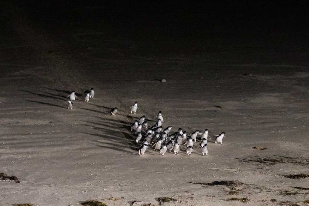 Blue Penguins Pukekura 