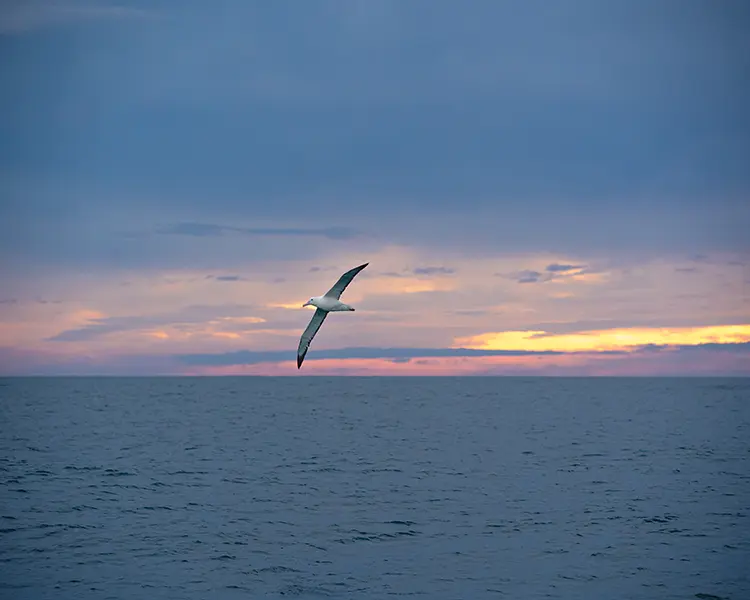 Albatross in flight over the ocean at sunset