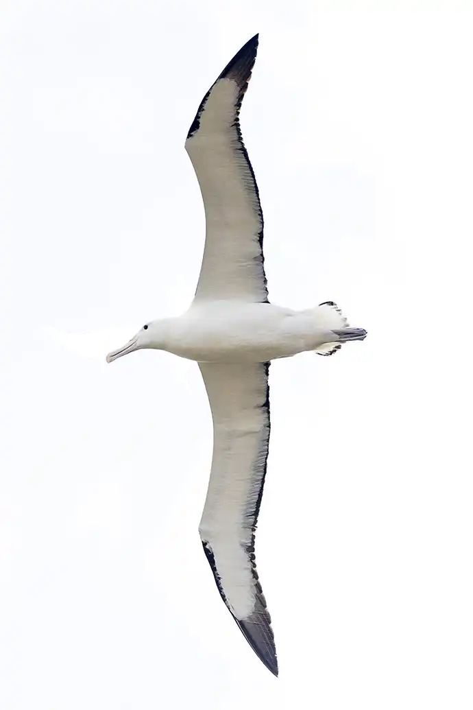 Northern Royal Albatross in flight