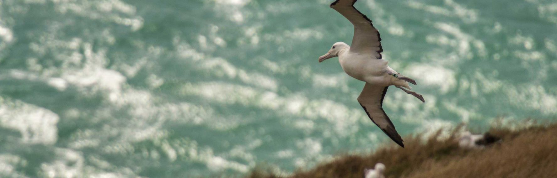 Albatross on the Otago Peninsula ( photo credit James Lewis)