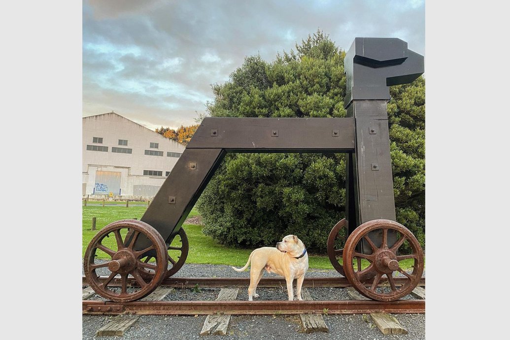 Dog-friendly Dunedin 