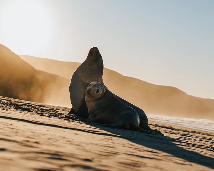 Sea Lion
