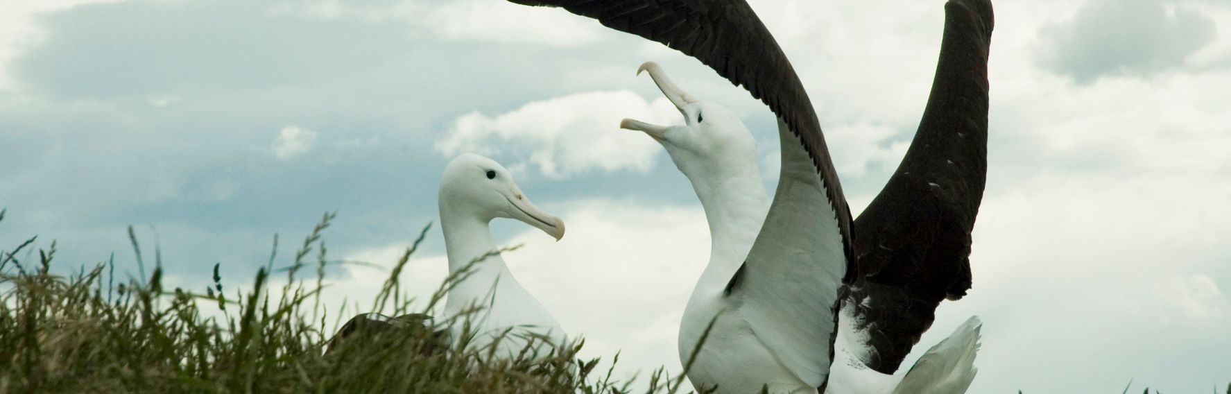 Royal Albatross