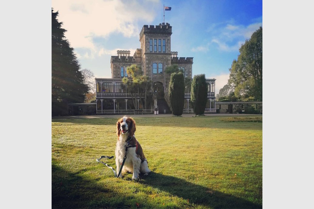 dog-friendly-dunedin-1.jpg Dog-friendly Dunedin