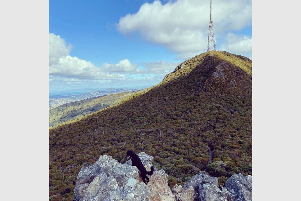 Dog-friendly Dunedin 