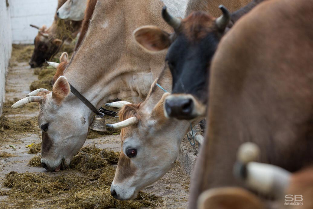 Cheeses! These Holy Cows are Udderly Fantastic 