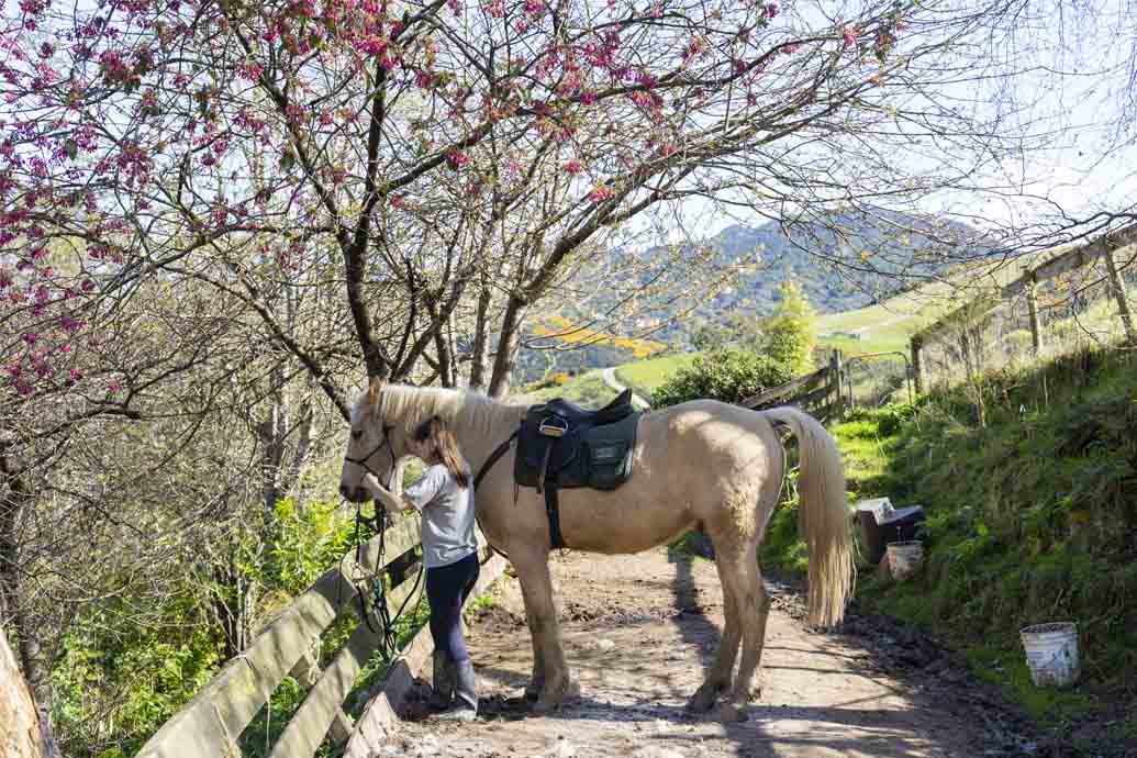 Hare Hill Horse Treks 