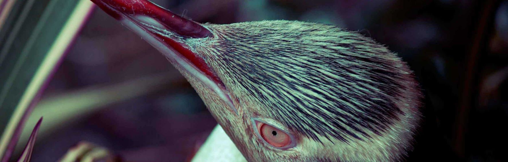 Yellow Eyed Penguin