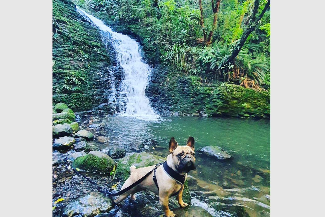 Dog-friendly Dunedin 