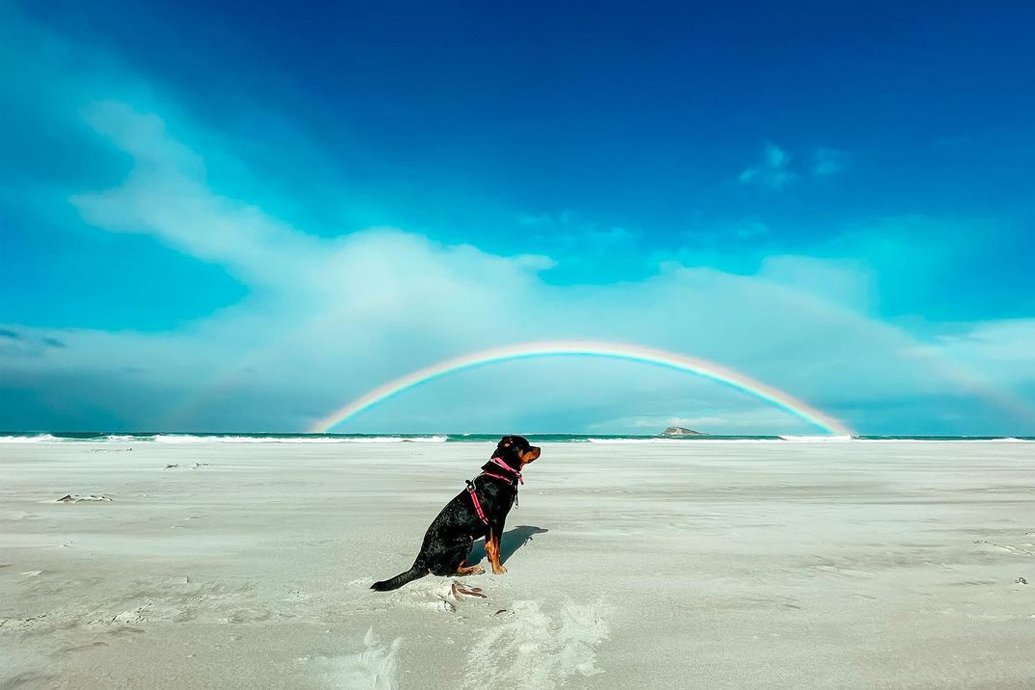 Dog-friendly Dunedin 