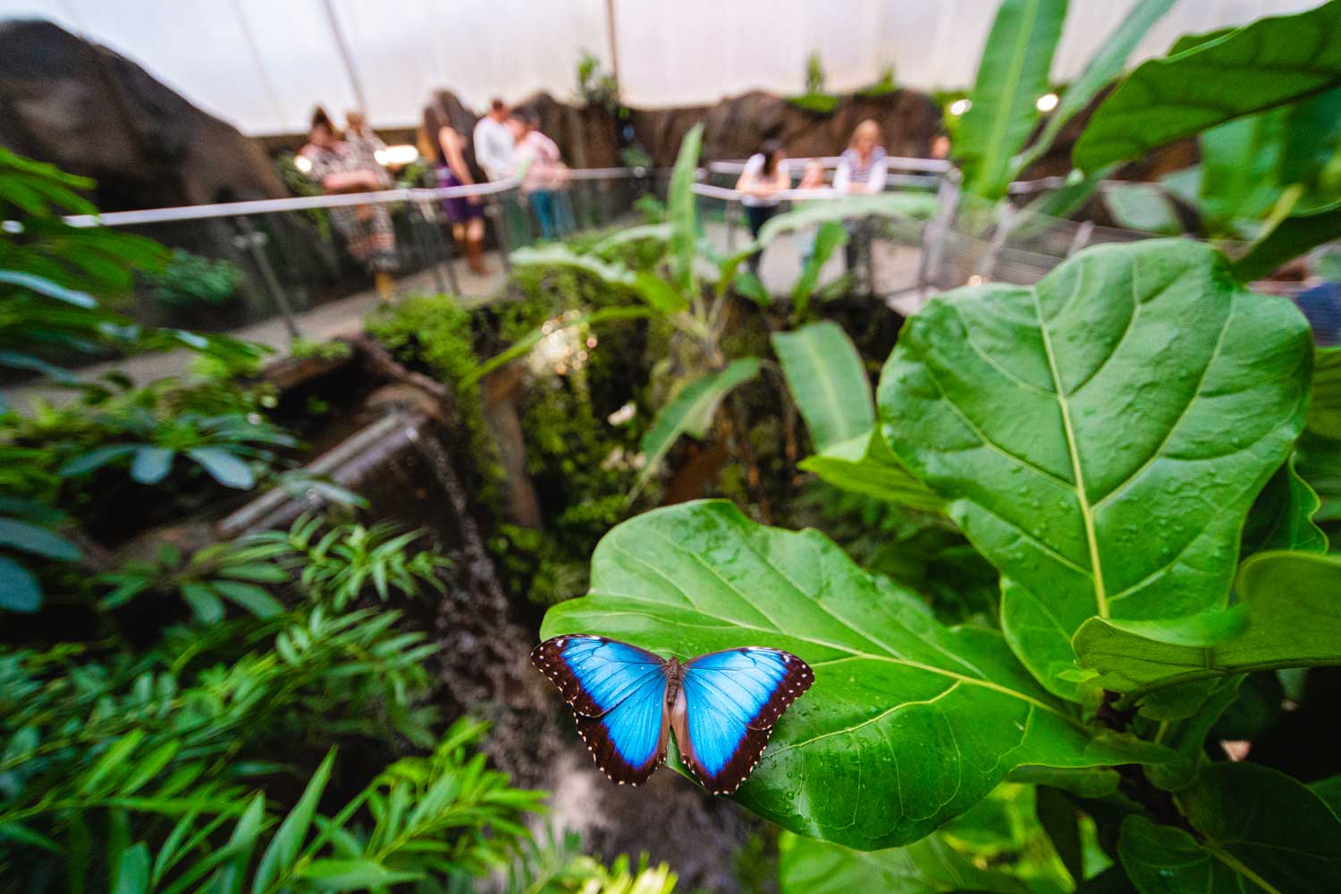 Yoga with butterflies