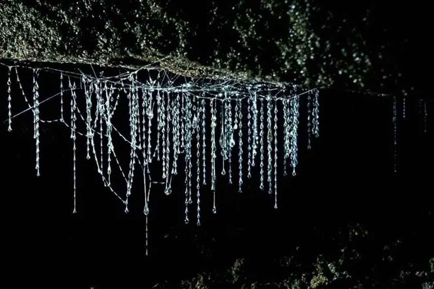 Nicol’s Creek glow worms Nicol’s Creek glow worms