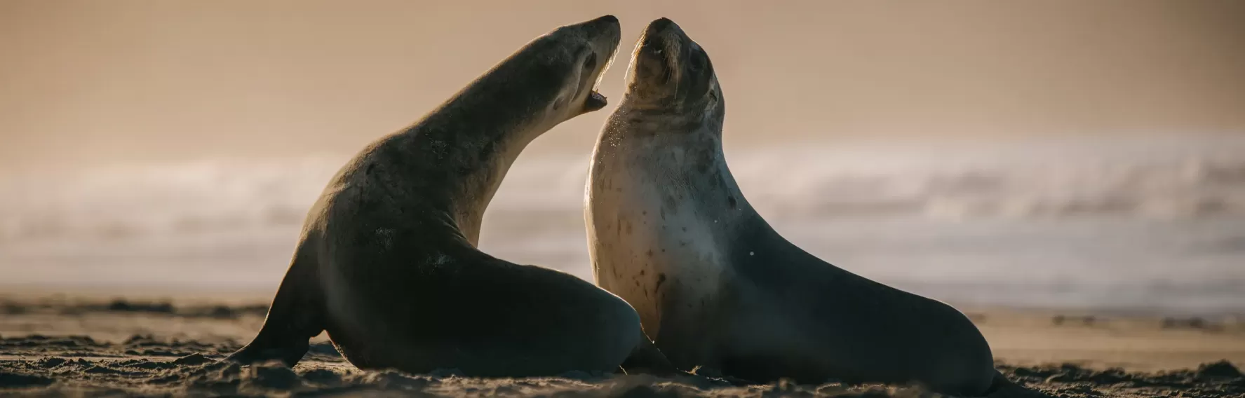 Sea lions at Allans Beach