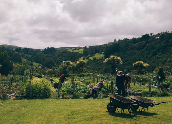 Setting up a community garden