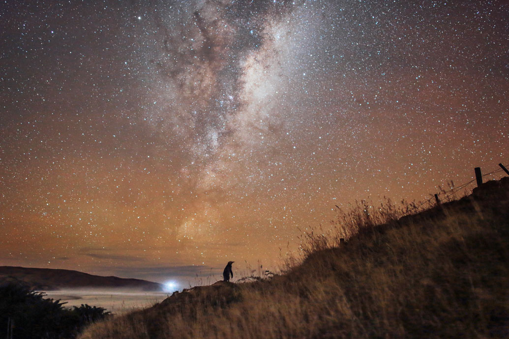 Penguin Stargazing