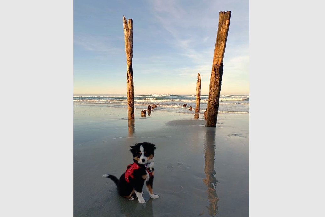 Dog-friendly Dunedin 