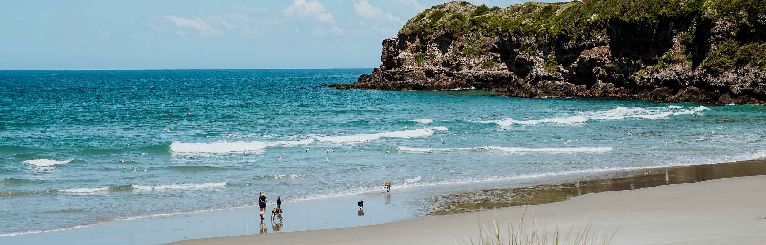 Beaches Ōtepoti Dunedin New Zealand official website