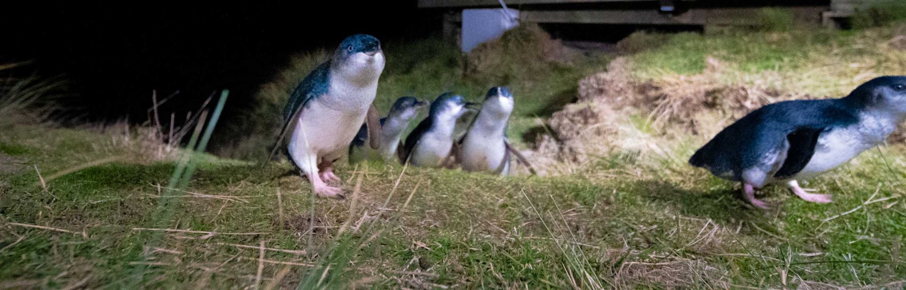 Blue Penguins Pukekura
