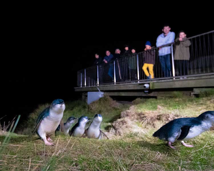 Blue Penguins Pukekura