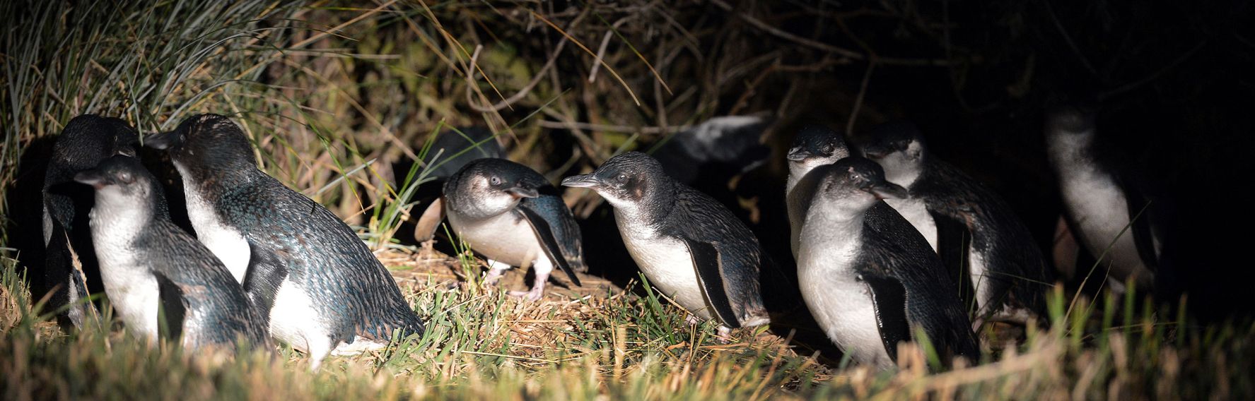 Little Blue Penguins at the Royal Albatross Collony