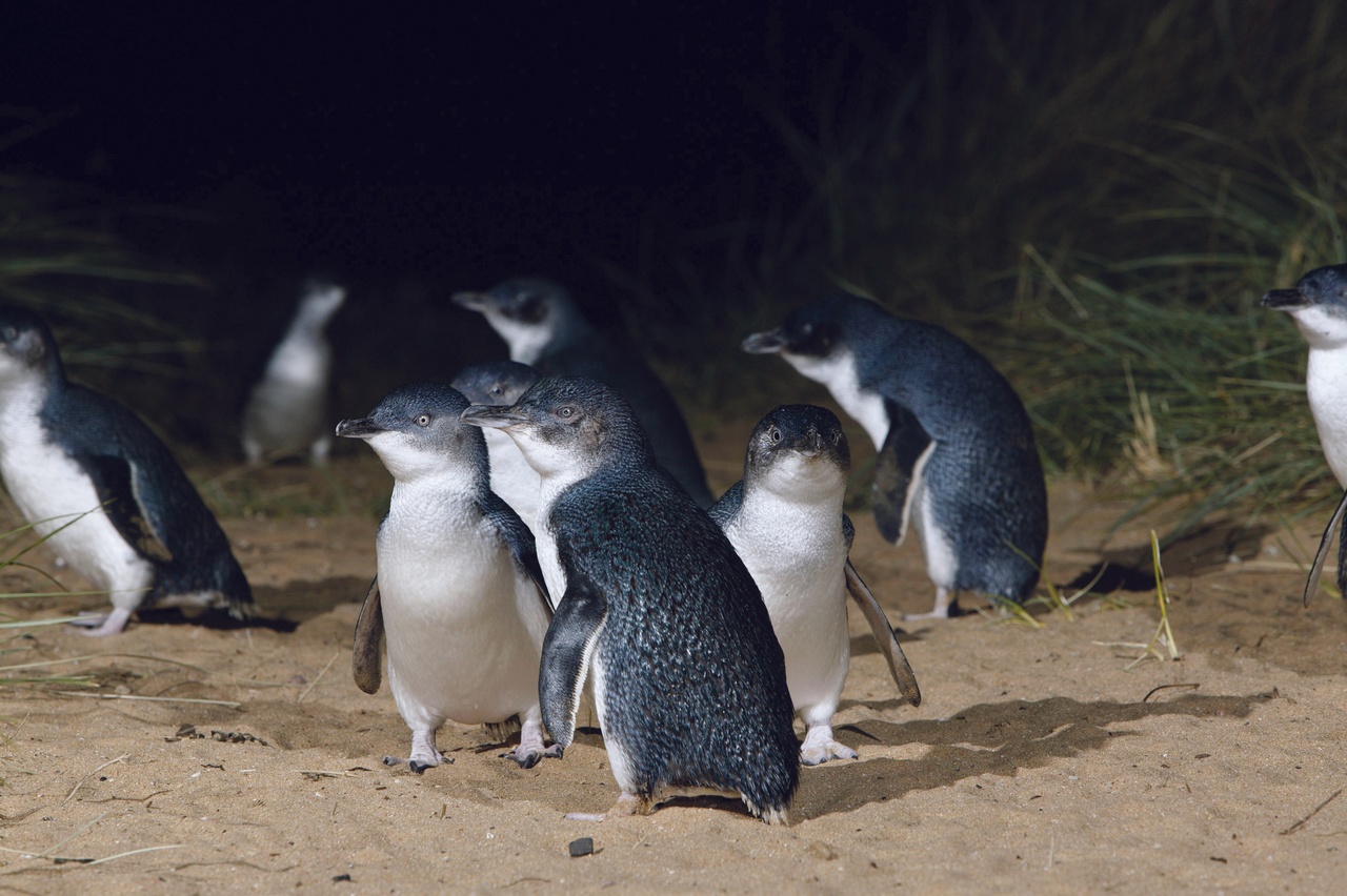 Blue Penguin Pukekura tour