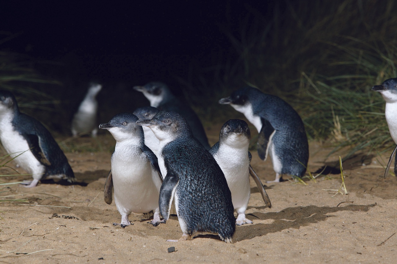 Blue Penguin Pukekura Blue Penguin Pukekura tour