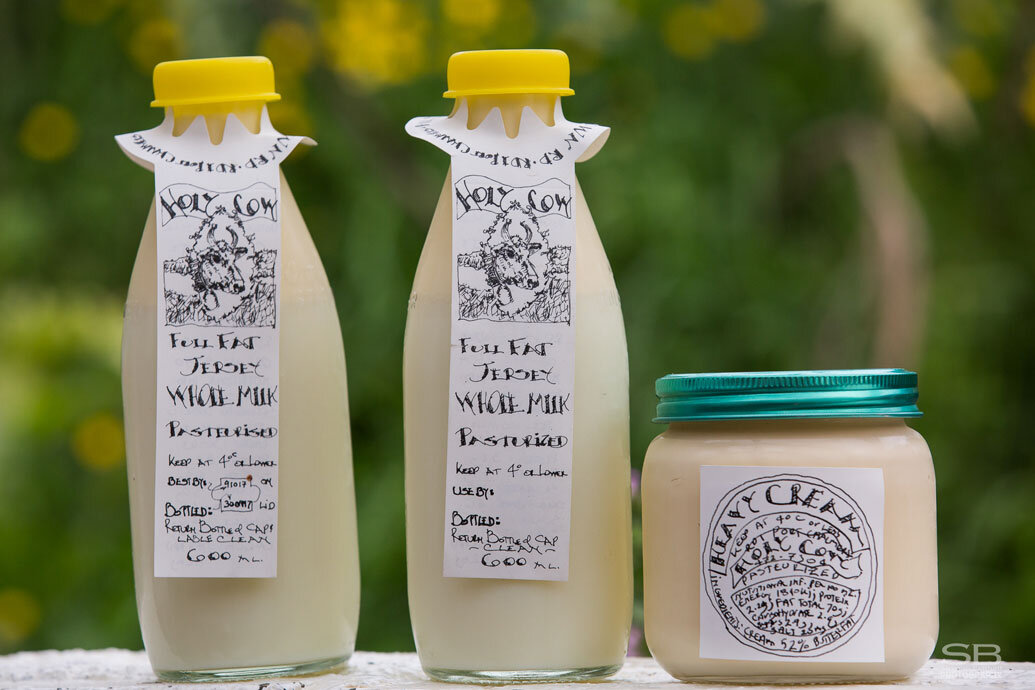 holy-cow-8.jpg Cheeses! These Holy Cows are Udderly Fantastic