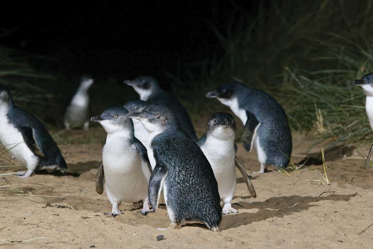 Blue Penguins Pukekura