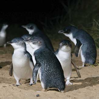 Blue Penguins Pukekura