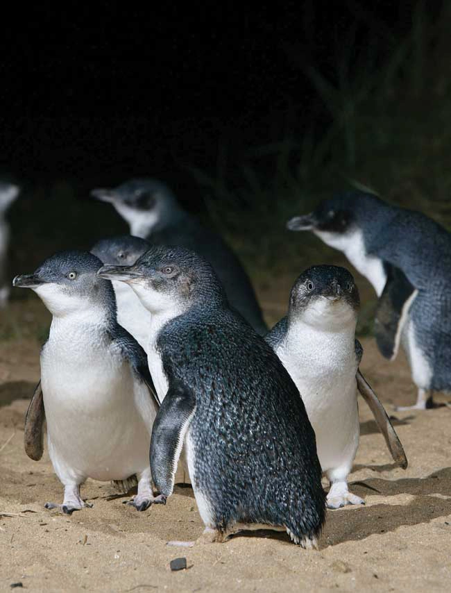 Blue Penguins Pukekura