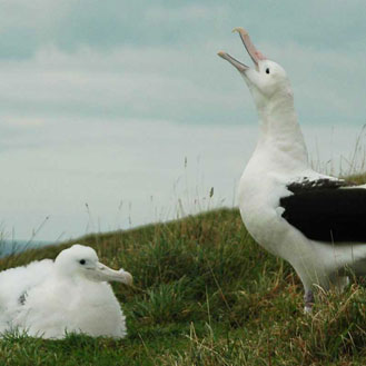 Two albatross at Taiaroa Head