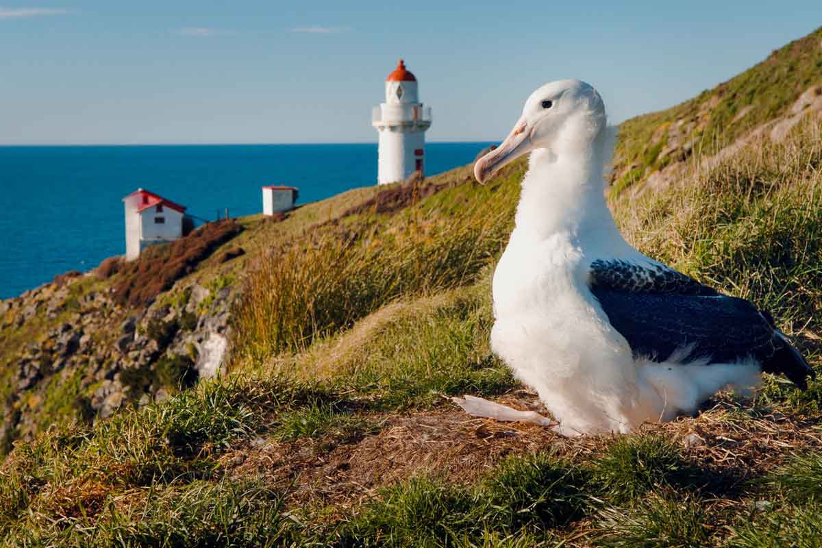 How to sell Dunedin