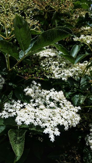 Elderflower cordial