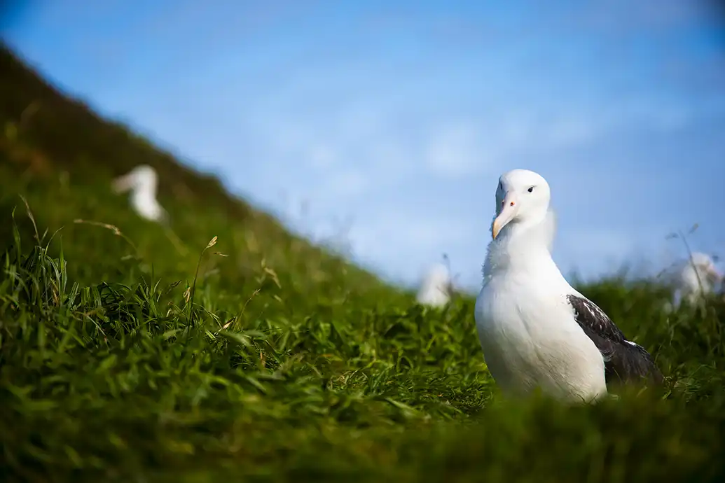 Albatross resting on the grassy mainland on a clear day with two other albatrosses in the background