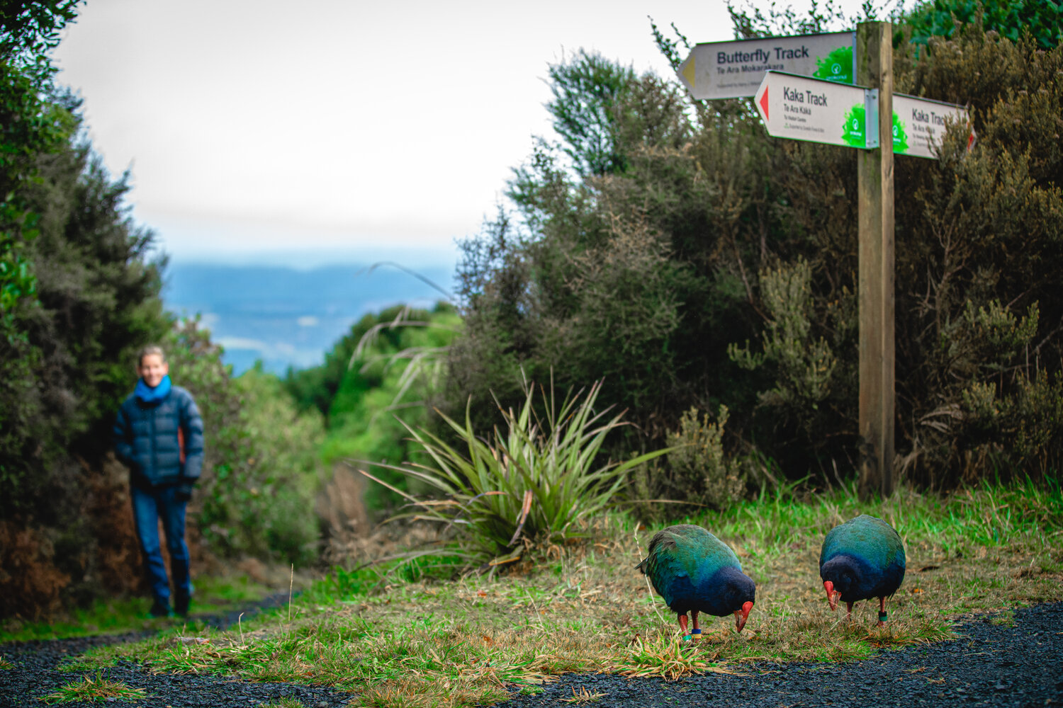 orokonui-ecosanctuary-2.jpg Orokonui Ecosanctuary